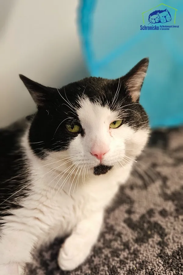 Znaleziono kota, Szczecin, 27 lutego 2025 (3/4)