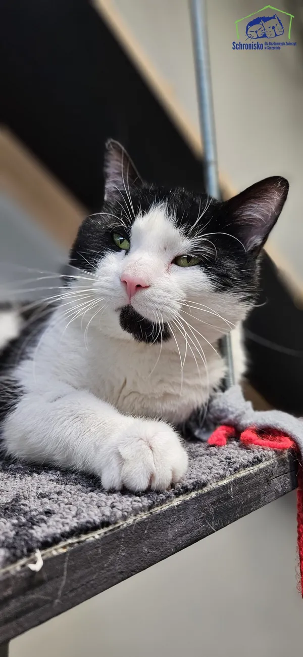 Znaleziono kota, Szczecin, 27 lutego 2025 (4/4)