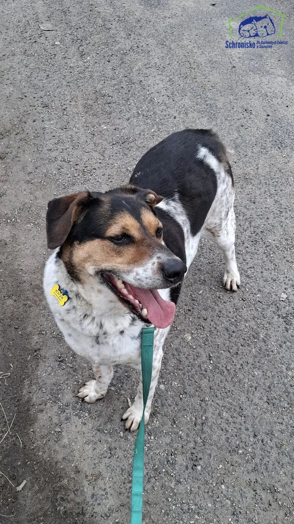 Znaleziono psa, Szczecin, 26 lutego 2025 (2/4)
