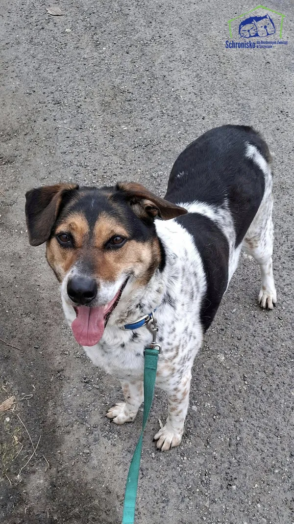 Znaleziono psa, Szczecin, 26 lutego 2025 (4/4)