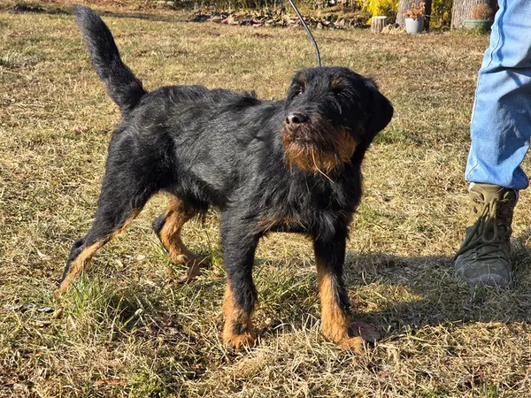 Pies do adopcji, Ropczyce, 27 lutego 2025