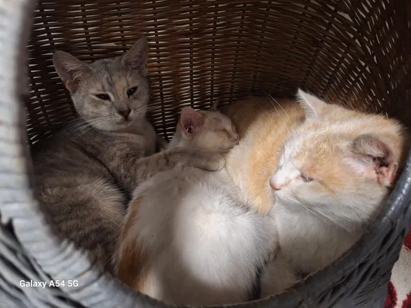 Kot do adopcji, Orzechowce, 26 lutego 2025 (3/4)