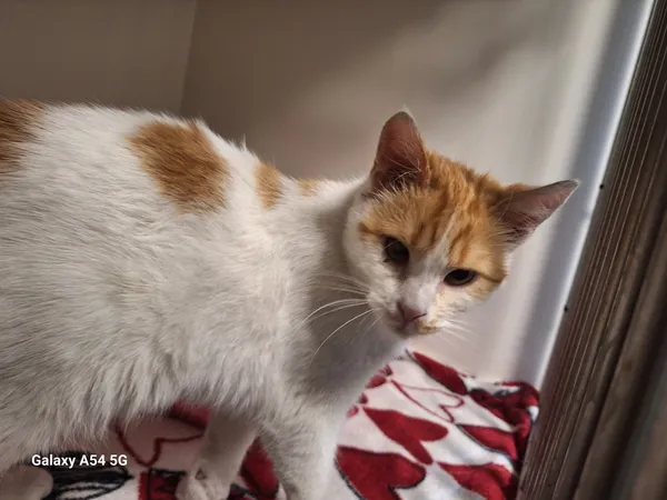 Kot do adopcji, Orzechowce, 26 lutego 2025 (2/2)