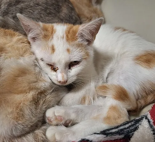 Kot do adopcji, Orzechowce, 26 lutego 2025 (1/3)