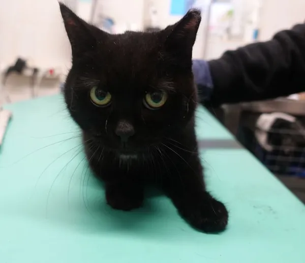 Znaleziono kota, Gdańsk, 27 lutego 2025