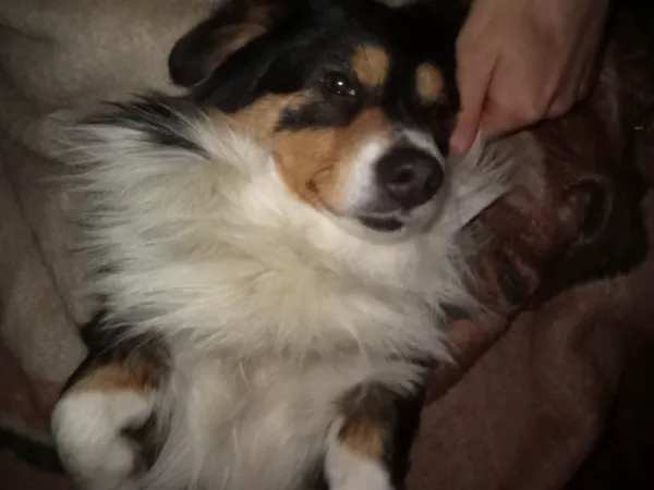 Zaginął pies, Ruda, 27 lutego 2025