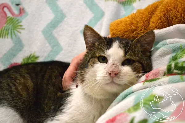 Kot do adopcji, Chełmek, 24 lutego 2025