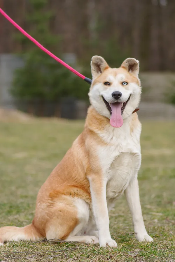 Pies do adopcji, Zgierz, 27 lutego 2025 (1/5)