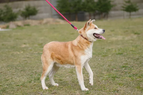 Pies do adopcji, Zgierz, 27 lutego 2025 (2/5)