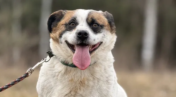 Pies do adopcji, Pieczyska, 27 lutego 2025 (1/5)