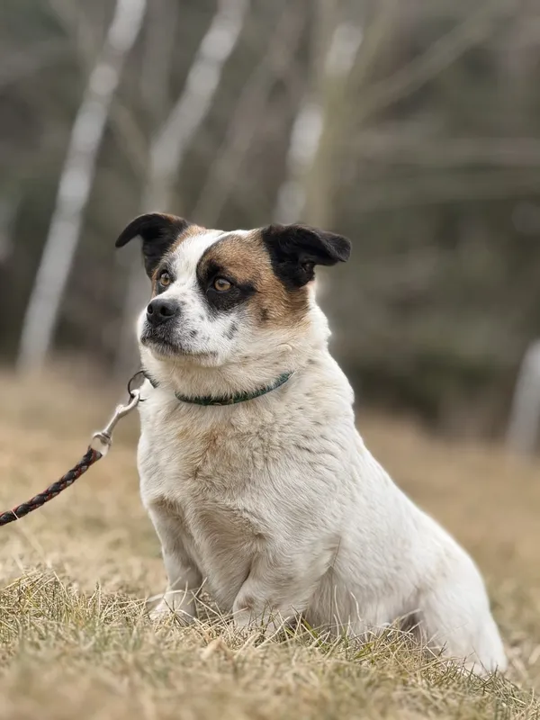 Pies do adopcji, Pieczyska, 27 lutego 2025 (2/5)