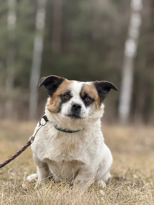 Pies do adopcji, Pieczyska, 27 lutego 2025 (3/5)