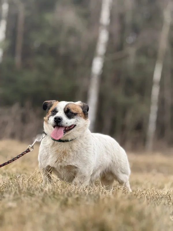 Pies do adopcji, Pieczyska, 27 lutego 2025 (4/5)