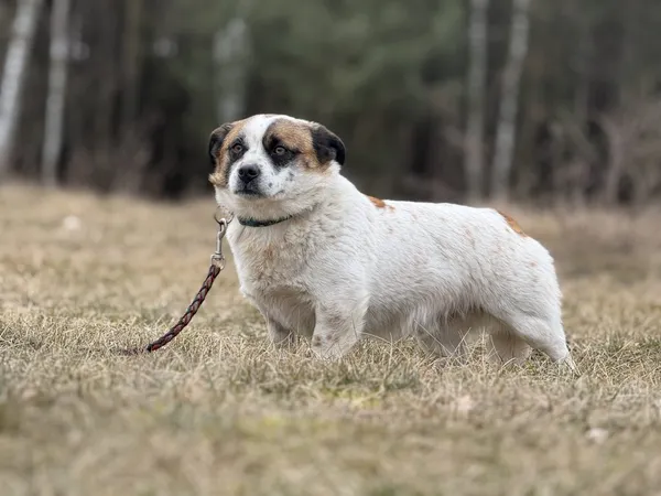 Pies do adopcji, Pieczyska, 27 lutego 2025 (5/5)