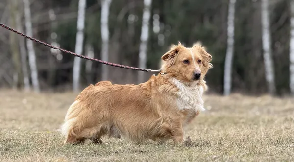 Pies do adopcji, Pieczyska, 27 lutego 2025 (1/5)