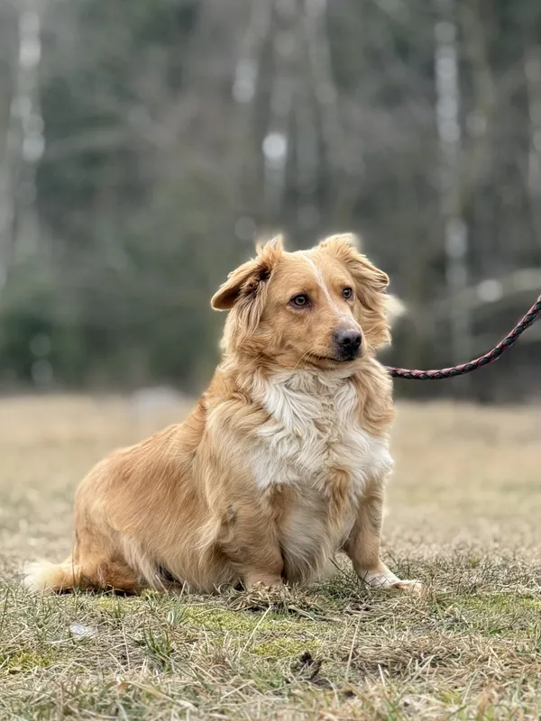 Pies do adopcji, Pieczyska, 27 lutego 2025 (4/5)