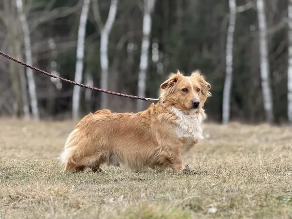 Pies do adopcji, Pieczyska, 27 lutego 2025 (5/5)