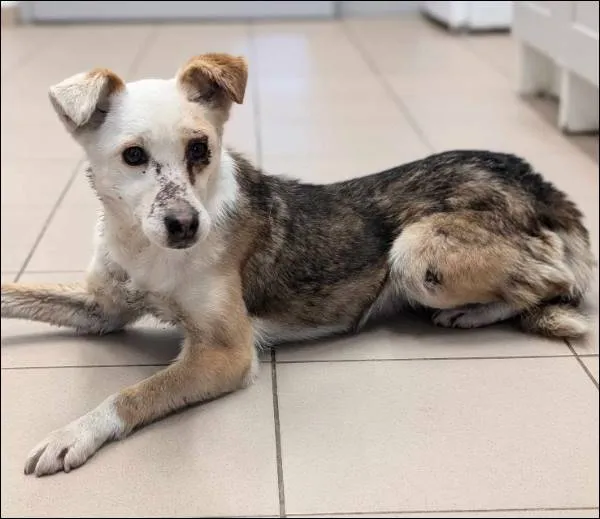 Znaleziono psa, Grudziądz, 27 lutego 2025