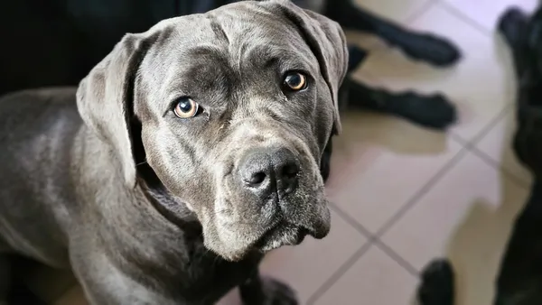 Zaginął pies, Laski, Wólka Węglowa, 28 lutego 2025 (3/3)