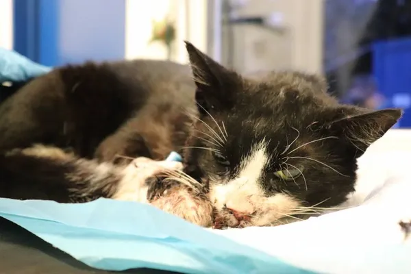 Znaleziono kota, Łódź, 27 lutego 2025