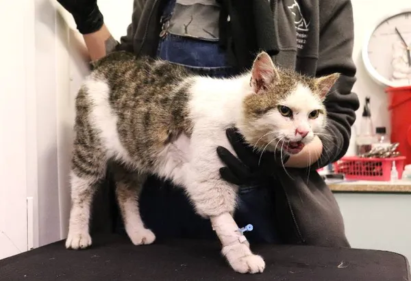 Znaleziono kota, Łódź, 27 lutego 2025 (1/3)