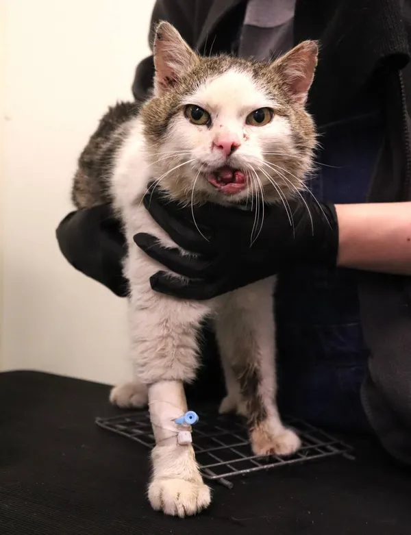 Znaleziono kota, Łódź, 27 lutego 2025 (2/3)