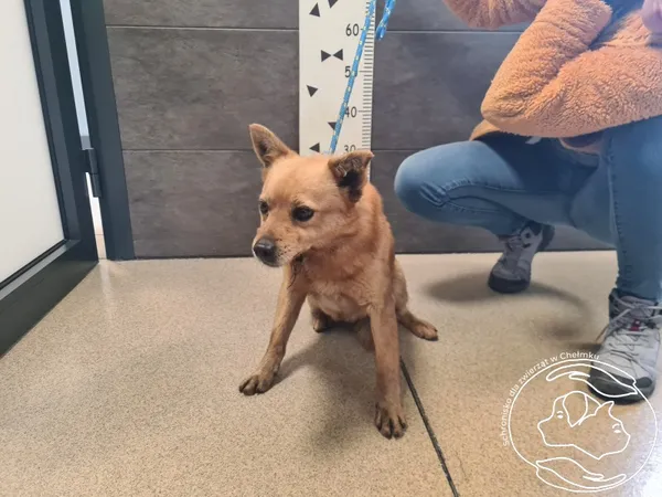 Znaleziono psa, Chełmek, 27 lutego 2025