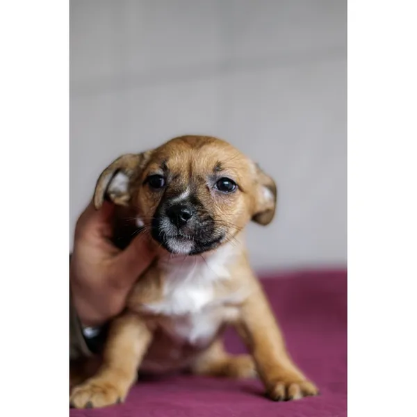 Znaleziono psa, Białystok, 28 grudnia 2024 (1/4)