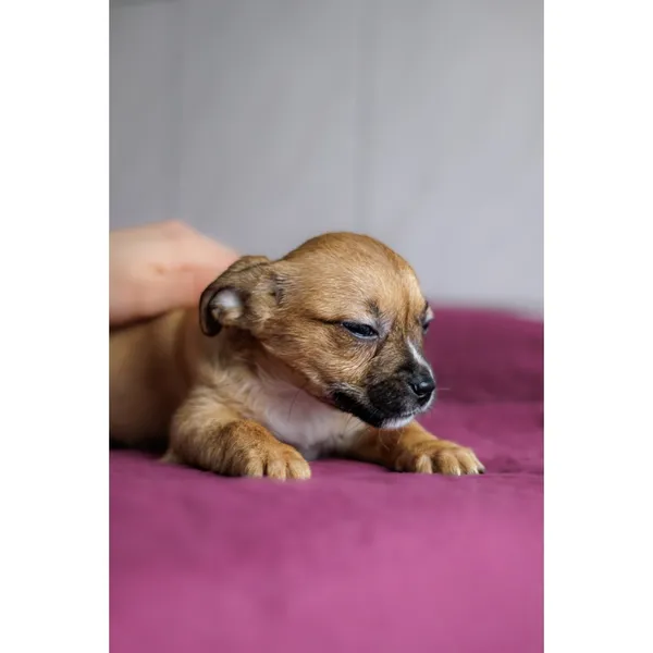 Znaleziono psa, Białystok, 28 grudnia 2024 (3/4)