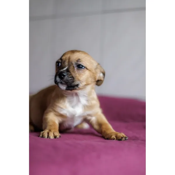 Znaleziono psa, Białystok, 28 grudnia 2024 (4/4)