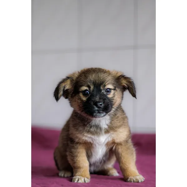 Znaleziono psa, Białystok, 28 grudnia 2024 (2/5)