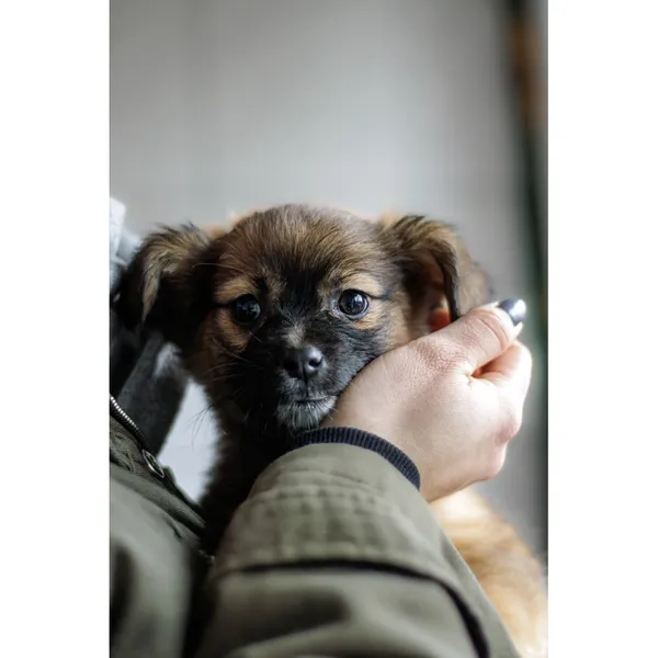 Znaleziono psa, Białystok, 28 grudnia 2024 (5/5)