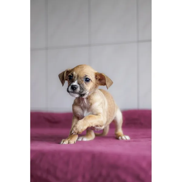 Znaleziono psa, Białystok, 28 grudnia 2024 (1/3)