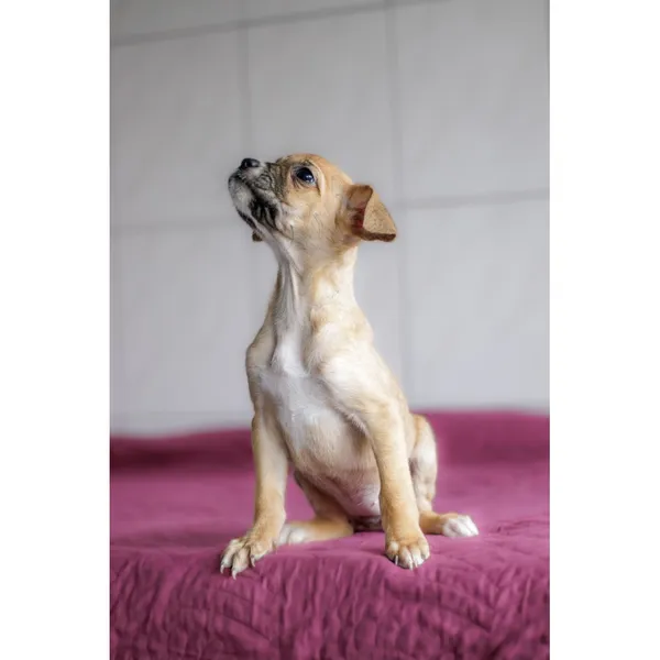 Znaleziono psa, Białystok, 28 grudnia 2024 (2/3)