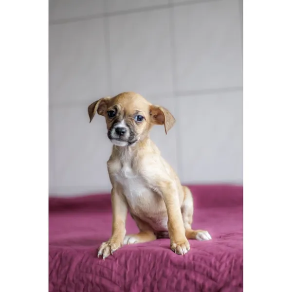 Znaleziono psa, Białystok, 28 grudnia 2024 (3/3)