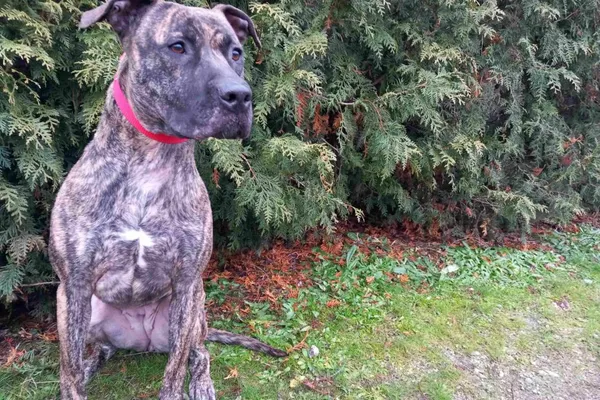 Pies do adopcji, Henrykowo, 4 grudnia 2024 (1/4)