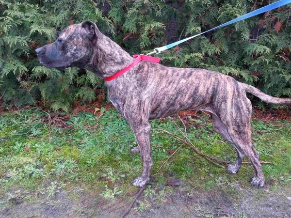 Pies do adopcji, Henrykowo, 4 grudnia 2024 (3/4)