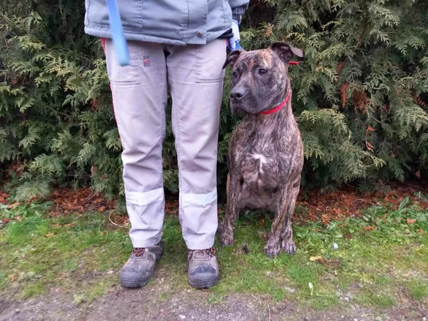 Pies do adopcji, Henrykowo, 4 grudnia 2024 (4/4)