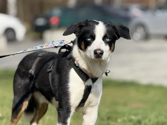 Pies do adopcji, Kraków, 13 lutego 2025 (2/4)