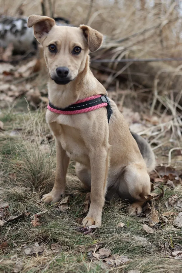 Pies do adopcji, Dłużyna Górna, 27 lutego 2025 (1/5)