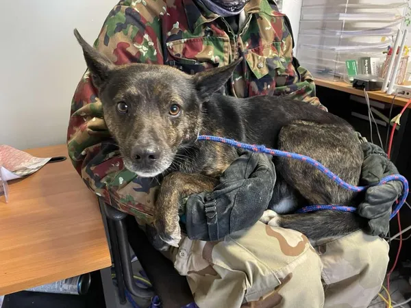 Znaleziono psa, Toruń, 25 lutego 2025