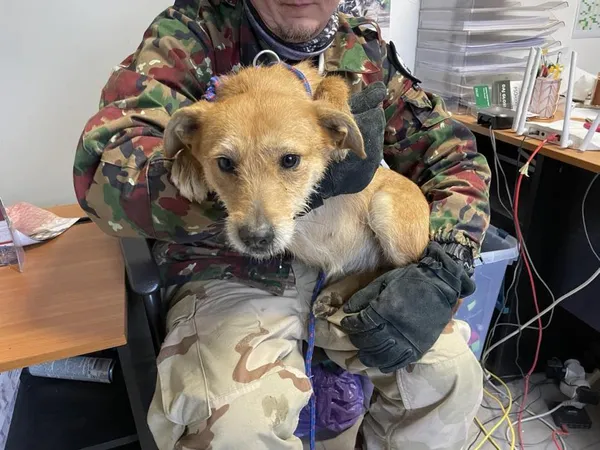 Znaleziono psa, Toruń, 25 lutego 2025