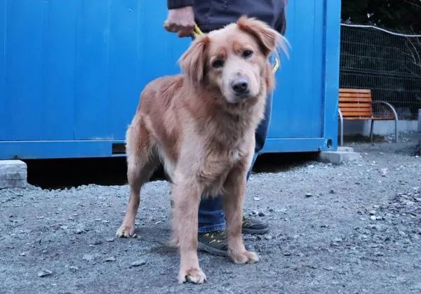 Znaleziono psa, Łódź, 28 lutego 2025 (2/4)