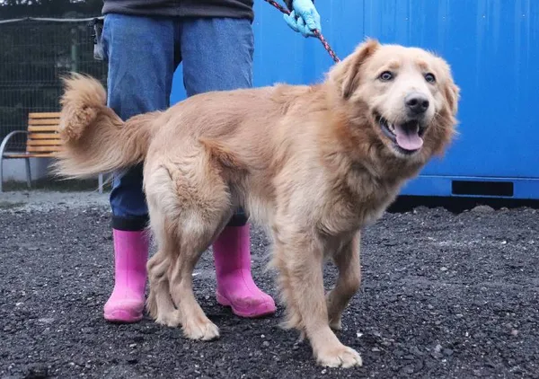 Znaleziono psa, Łódź, 28 lutego 2025 (3/4)