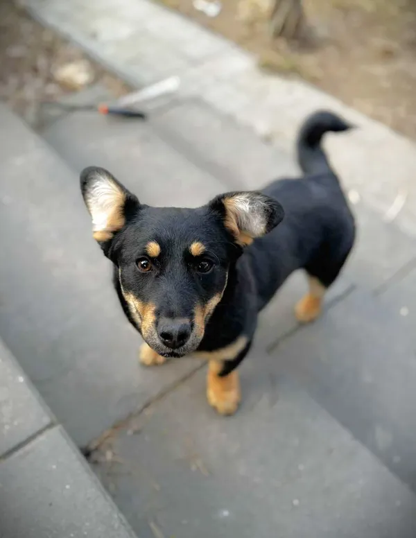 Oddam psa, Nowy Dwór Mazowiecki, Modlin Stary, 28 lutego 2025 (1/5)