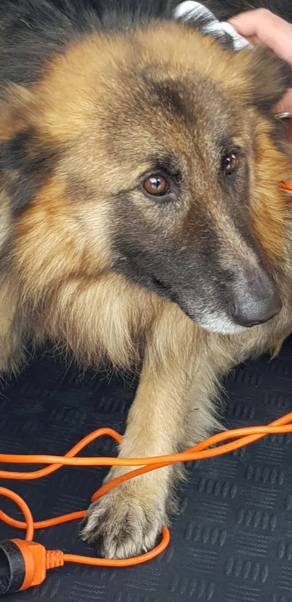 Oddam psa, Warszawa, Fort Bema, 28 lutego 2025 (3/5)