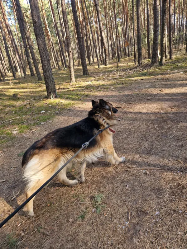 Oddam psa, Warszawa, Fort Bema, 28 lutego 2025 (4/5)