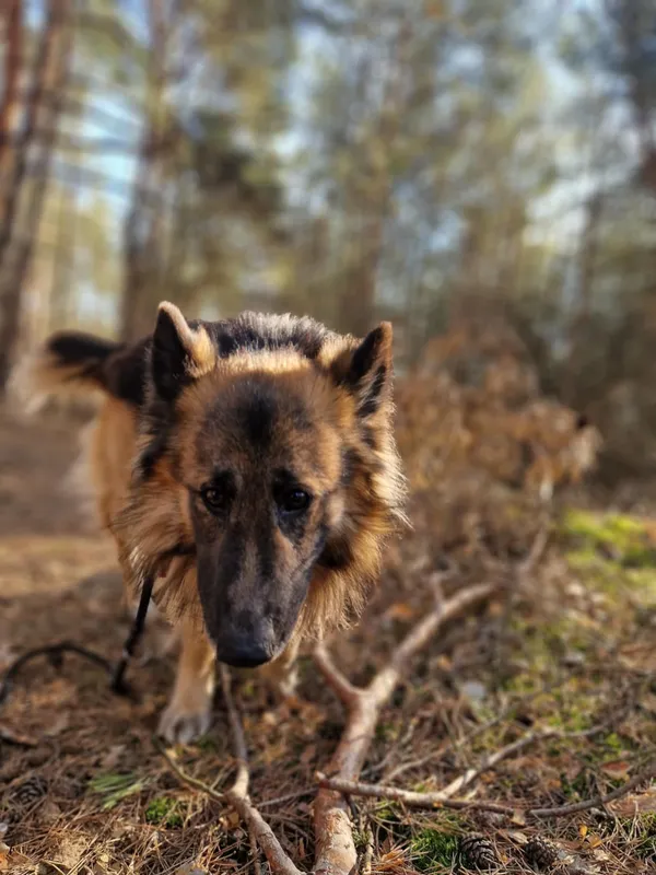 Oddam psa, Warszawa, Fort Bema, 28 lutego 2025 (5/5)