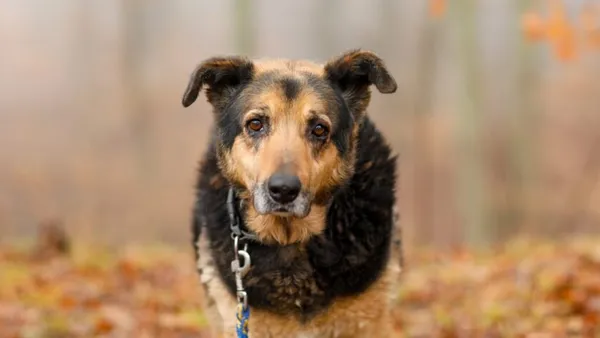 Pies do adopcji, Elbląg, 28 lutego 2025 (1/5)