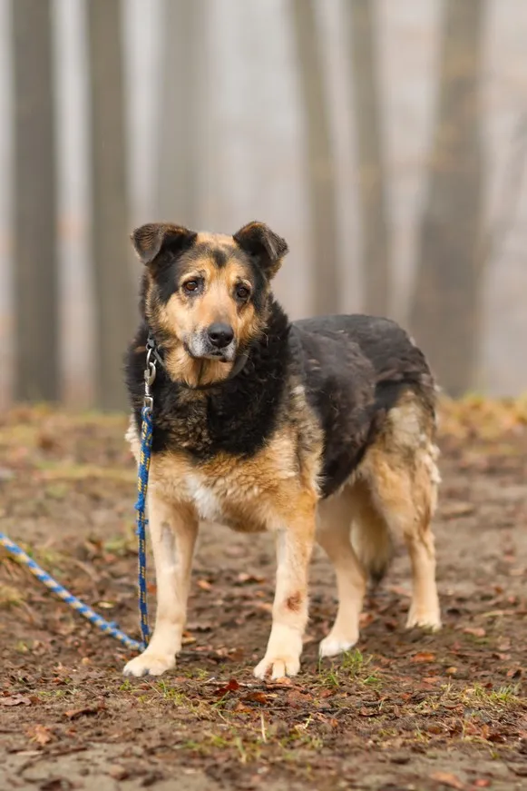 Pies do adopcji, Elbląg, 28 lutego 2025 (4/5)
